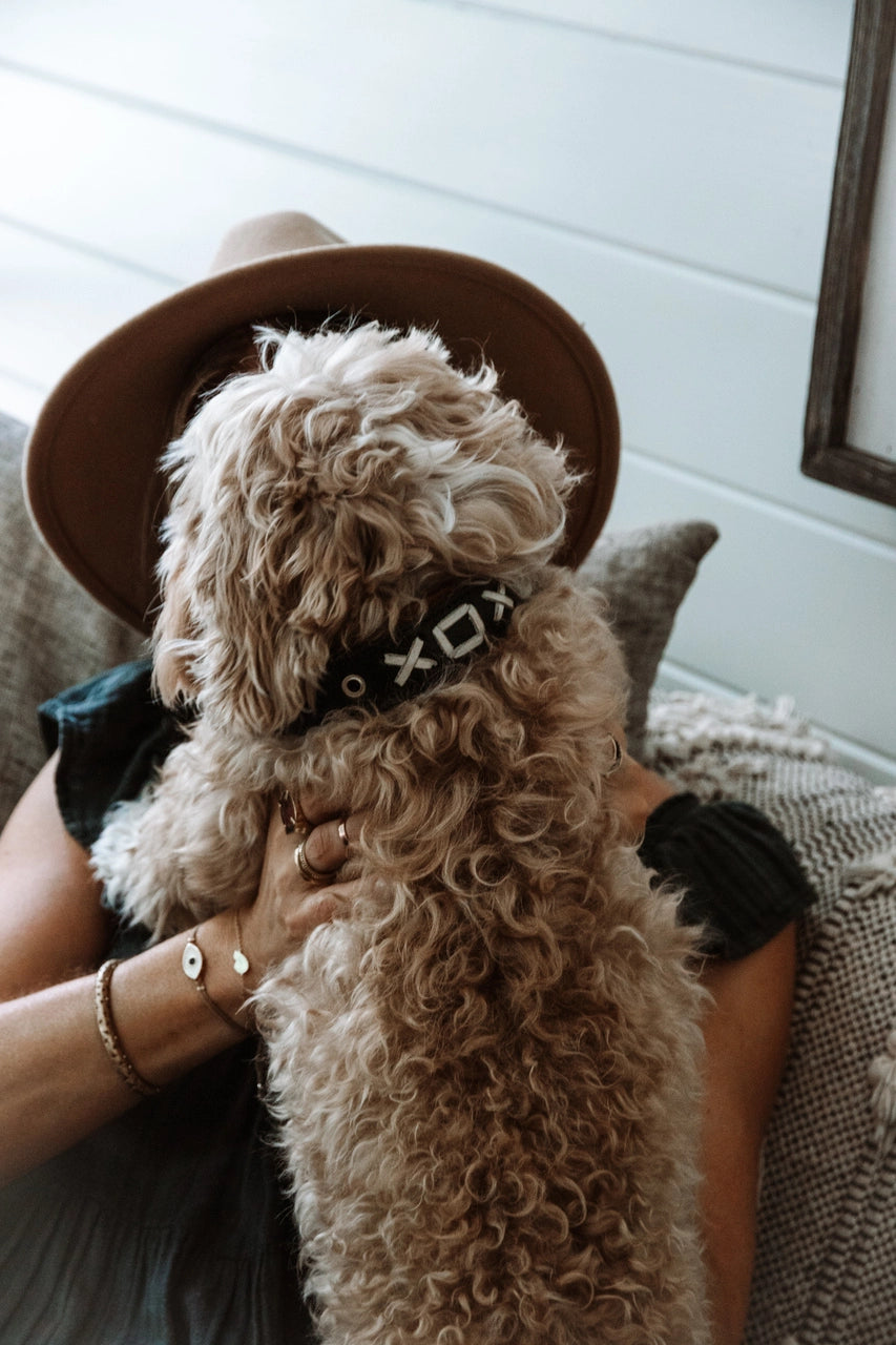 XO Dog Collars